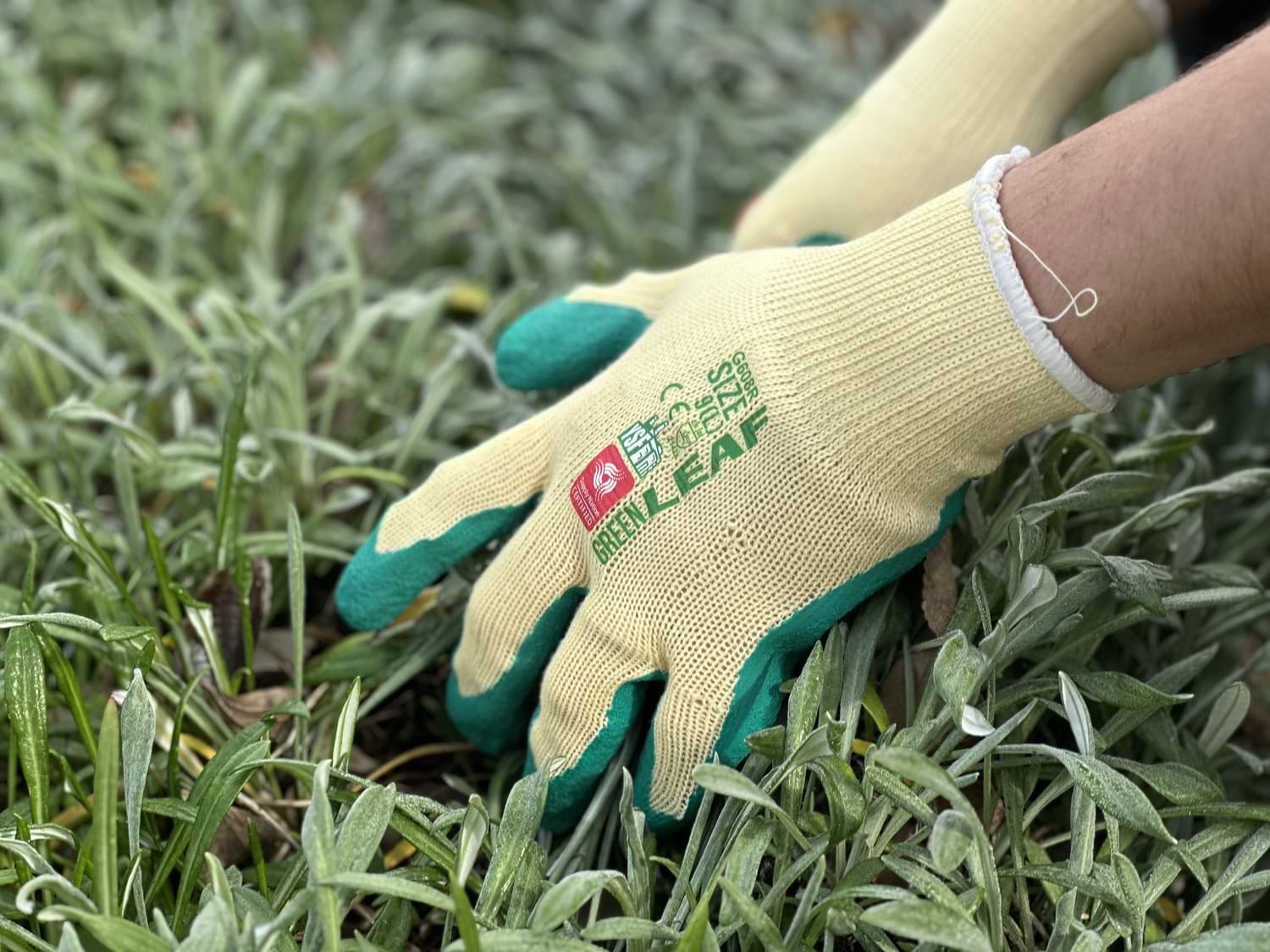 Safehands Glove 2